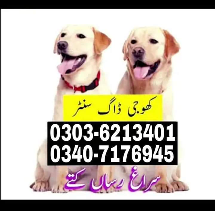 army dog center gujranwala 03036213401